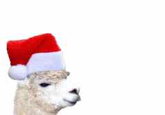 圣诞节有趣的羊驼头穿圣诞老人老人他孤立的白色背景