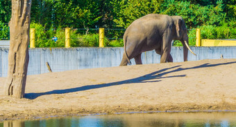 大灰色大象象牙走一边视图
