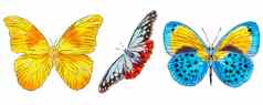 集蝴蝶孤立的白色背景及飞行昆虫自然明亮的野生动物详细的插图