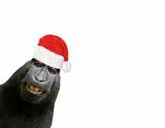 有趣的圣诞节黑猩猩猴子微笑穿圣诞老人老人他孤立的白色背景