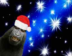 快乐圣诞节卡有趣的黑猩猩猴子穿圣诞老人老人阀盖孤立的黑色的蓝色的背景闪亮的明亮的星星