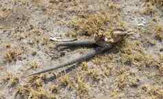 死亡沙漠大羚羊宝石羚羊羚羊头骨