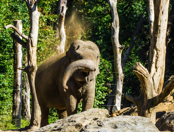 棕色（的）年轻的非洲大象扔沙子树干创建沙子淋浴好玩的动物行为