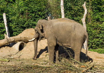 棕色（的）非洲大象象牙站桑迪平原景观树动物肖像