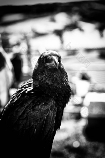 黑色的乌鸦自然迷信巫术