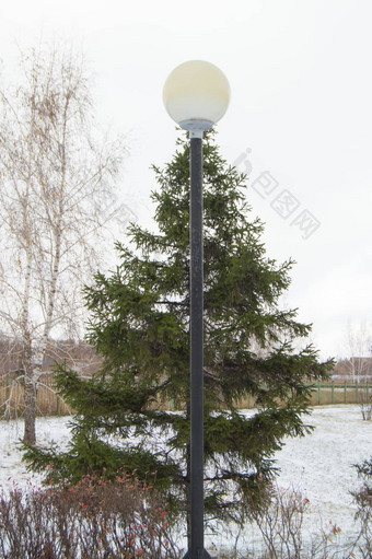 有趣的图片路灯柱白色树冠前树云杉树冬天公园