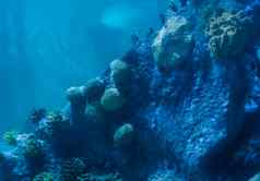 石头岩石墙完整的珊瑚植物水下水生海景观背景