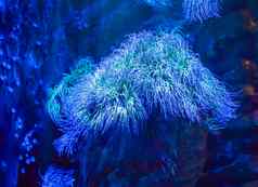 令人惊异的色彩斑斓的蓝色的大海海葵动物植物水生水下海景观场景美丽的背景