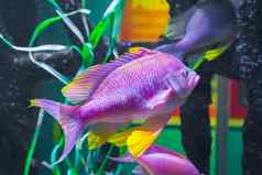 美丽的充满活力的粉红色的紫色的黄色的彩色的丽鱼科鱼热带鱼水下海生活动物肖像