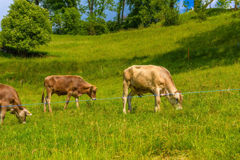 棕色（的）牛吃草阿尔卑斯山脉村抓住werdenberg
