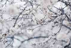 盛开的树春天关闭白色花味蕾日益增长的叶子树枝复兴自然