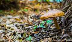 棕色（的）轮蘑菇森林木片地面自然森林背景