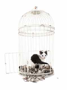 可爱的黑色的白色小猫把鸟笼子里击败