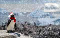 冬天季节概念有趣的企鹅站岩石穿圣诞老人老人他围巾下雪家庭企鹅