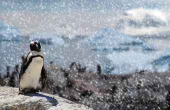 非洲黑足企鹅站岩石家庭背景雪下降