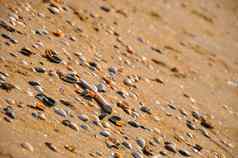 小海贝壳黄色的沙子海滩