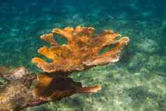 橙色硬珊瑚