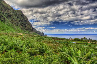 香蕉手掌种植园西北海岸tenerife加那利岛