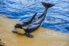 杀手鲸鱼逆戟鲸orcinus虎鲸跳舞海洋水族馆有