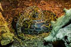 盘大python蛇铺设地面热带野生动物动物肖像
