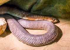 危险的野生动物爬行动物肖像黑色的曼巴蛇有毒的蛇specie