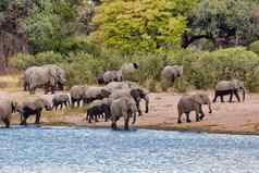 非洲大象纳米比亚非洲Safari野生动物