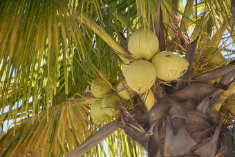 椰子棕榈