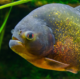 红色的大肚子的水虎鱼特写镜头美丽的色彩斑斓的热带鱼闪光的尺度亚马逊盆地