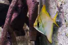 diamondfish银月鱼热带鱼太平洋海洋