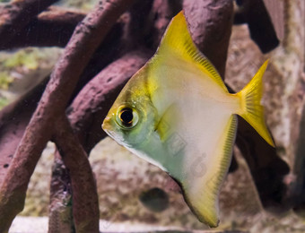 银<strong>恍惚</strong>的鱼特写镜头热带水族馆宠物太平洋海洋