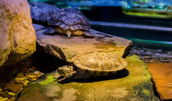 坎伯兰滑块乌龟铺设岩石海龟背景热带宠物美国