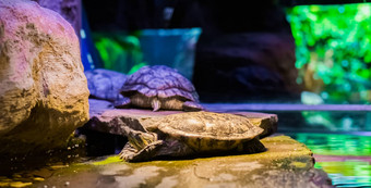 特写镜头坎伯兰滑块乌龟铺设岩石海龟背景热带爬行动物美国