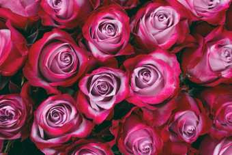 粉红色<strong>的玫瑰</strong>花背景