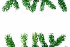圣诞节白色Copyspace背景绿色contiferous冷杉树