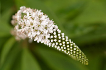 鹅颈式珍珠菜