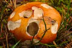 特写镜头红色的Russula蘑菇一半吃蘑菇蠕虫森林