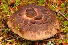 奇怪的sarcodon因布里卡图斯蘑菇