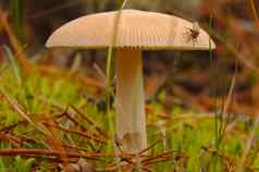 飞米色蘑菇森林秋天