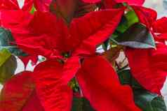 红色的圣诞节明星花宏特写镜头装饰传统的圣诞节植物