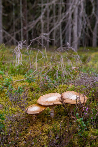 蘑菇日益增长的秋天森林