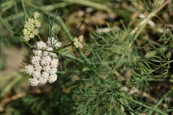 山欧洲没药