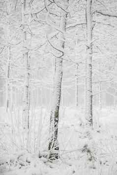 冬天森林景观雪冬天树