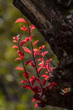 台灯下红色的秋天叶子树绿色背景