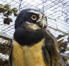 美丽的特写镜头黑色的戴了眼镜的猫头鹰脸热带鸟美国