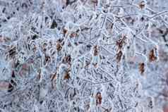 冷淡的冬天树特写镜头覆盖白色雪