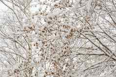 分支树雪枫木种子雪