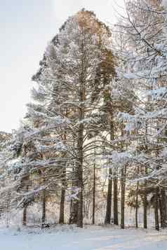 冬天森林格罗夫树雪
