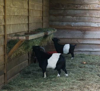 小年轻的山羊吃有堆栈可爱的黑色的白色彩色的山羊