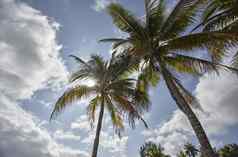 棕榈树加勒比太阳