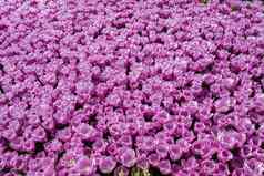 色彩斑斓的郁金香花背景花园
